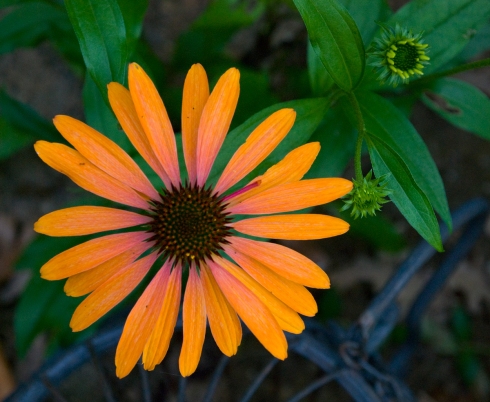 OrangeConeflower
