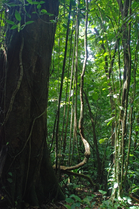 Rainforest1